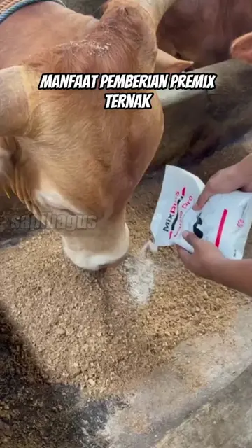 Manfaat-Pemberian-Premix-Suplemen-Pakan-Ternak